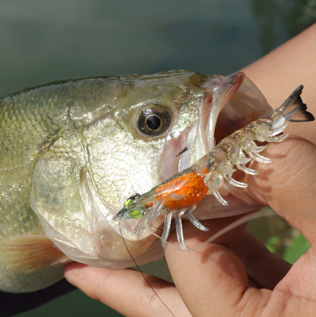Pre Rigged Soft Shrimp Lure - Snusl